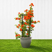 Bougainvillea Orange (30-160cm) | UAE Garden Glory! - Greensouq - outdoor