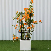 Bougainvillea Orange 80 - 90cm in Grp Square Pot 30x30 | UAE Garden Glory! - Greensouq - 