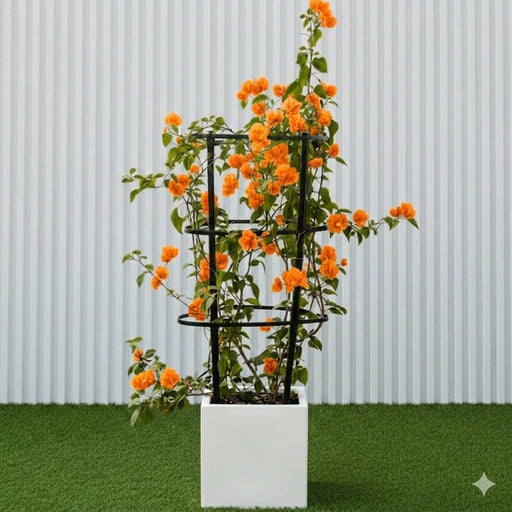 Bougainvillea Orange 80 - 90cm in Grp Square Pot 30x30 | UAE Garden Glory! - Greensouq - 