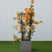 Bougainvillea Orange 80 - 90cm in Grp Square Pot 30x30 | UAE Garden Glory! - Greensouq - 
