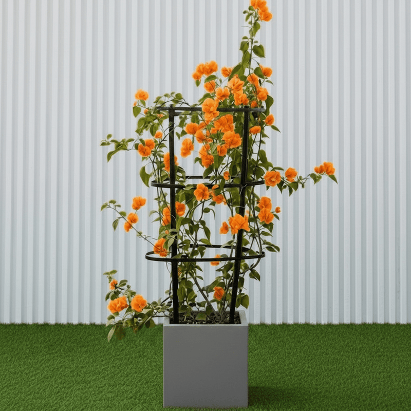 Bougainvillea Orange 80 - 90cm in Grp Square Pot 30x30 | UAE Garden Glory! - Greensouq - 