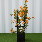 Bougainvillea Orange 80 - 90cm in Grp Square Pot 30x30 | UAE Garden Glory! - Greensouq - 