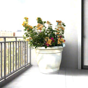 Bougainvillea Orange Mix in 20" Cosmoplast Round Pot - Greensouq - 