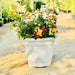 Bougainvillea Orange Mix in 20" Cosmoplast Round Pot - Greensouq - 