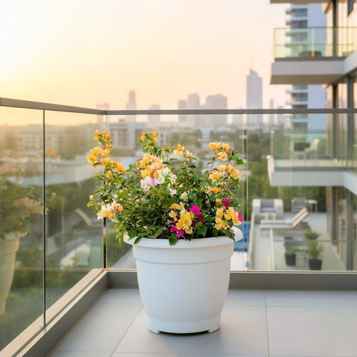 Bougainvillea Orange Mix in 20" Cosmoplast Round Pot - Greensouq - 