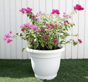 Bougainvillea Pink in 20" Cosmoplast Round Pot - Greensouq - 