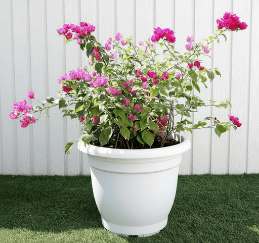 Bougainvillea Pink in 20" Cosmoplast Round Pot - Greensouq - 