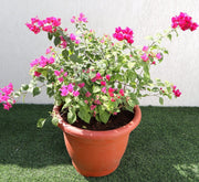 Bougainvillea Pink in 20" Cosmoplast Round Pot - Greensouq - 