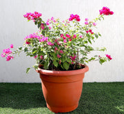 Bougainvillea Pink in 20" Cosmoplast Round Pot - Greensouq - 
