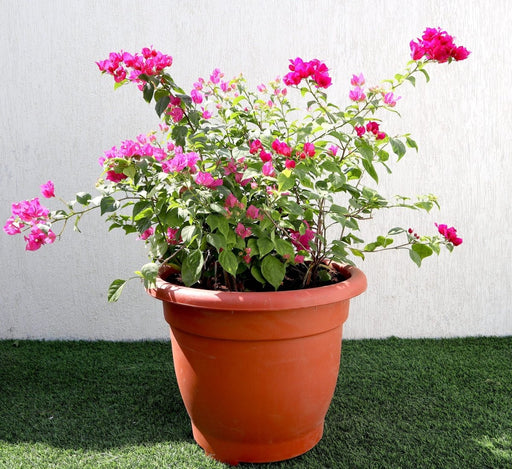 Bougainvillea Pink in 20" Cosmoplast Round Pot - Greensouq - 