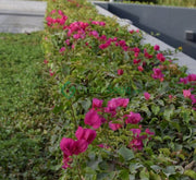 Bougainvillea "Pink Pixie" - Greensouq - 