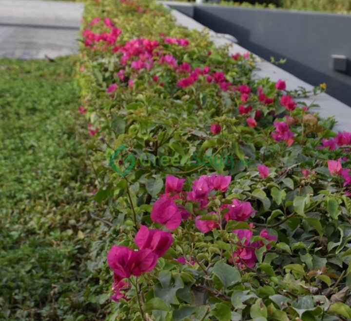 Bougainvillea "Pink Pixie" - Greensouq - 
