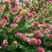 Bougainvillea "Pink Pixie" - Greensouq - 