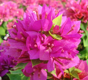 Bougainvillea "Pink Pixie" - Greensouq - 