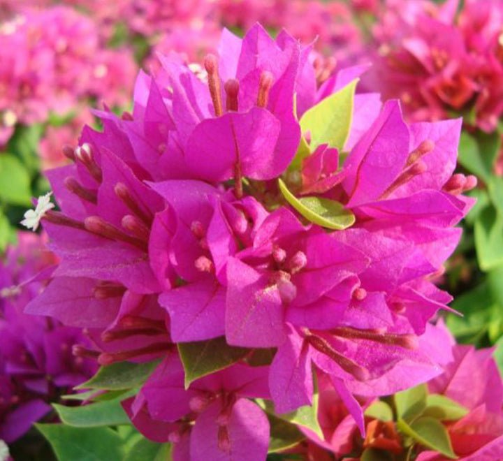 Bougainvillea "Pink Pixie" - Greensouq - 