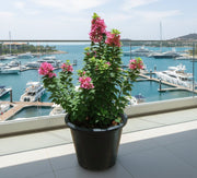 Bougainvillea "Pink Pixie" - Greensouq - 