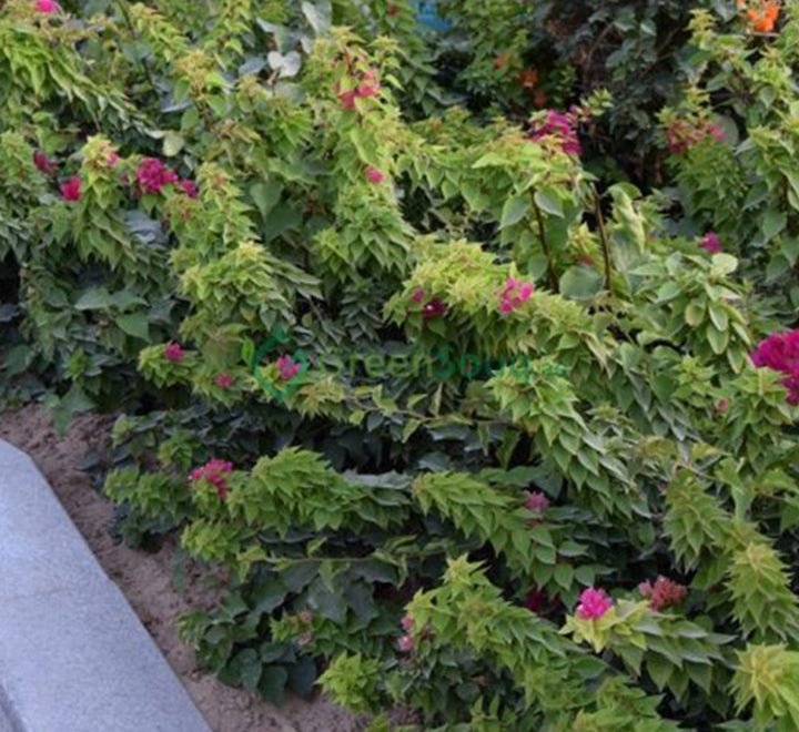 Bougainvillea "Pink Pixie" - Greensouq - 