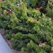 Bougainvillea "Pink Pixie" - Greensouq - 