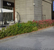 Bougainvillea "Pink Pixie" - Greensouq - 