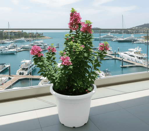 Bougainvillea "Pink Pixie" - Greensouq - 