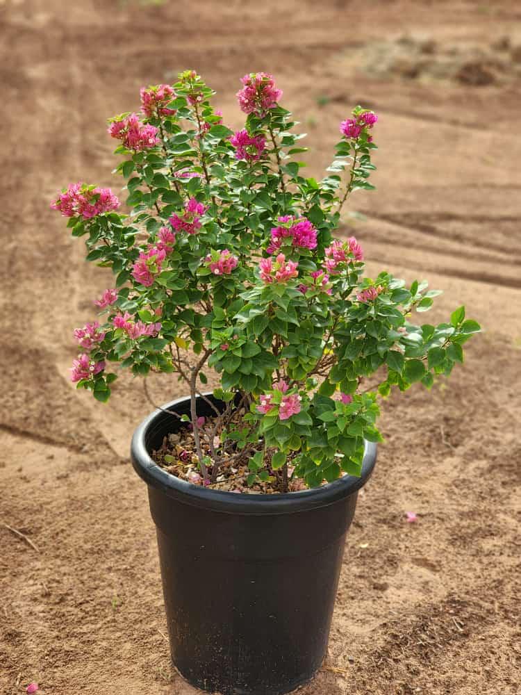 Bougainvillea "Pink Pixie" - Greensouq - 