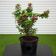 Bougainvillea "Pink Pixie" | Dubai's Favorite Climber! - Greensouq - 
