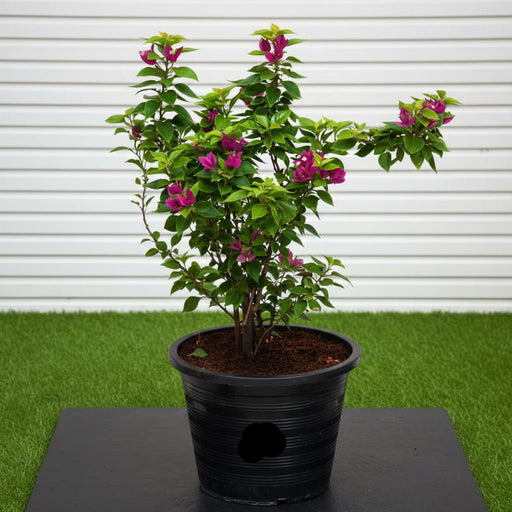 Bougainvillea "Pink Pixie" | Dubai's Favorite Climber! - Greensouq - 