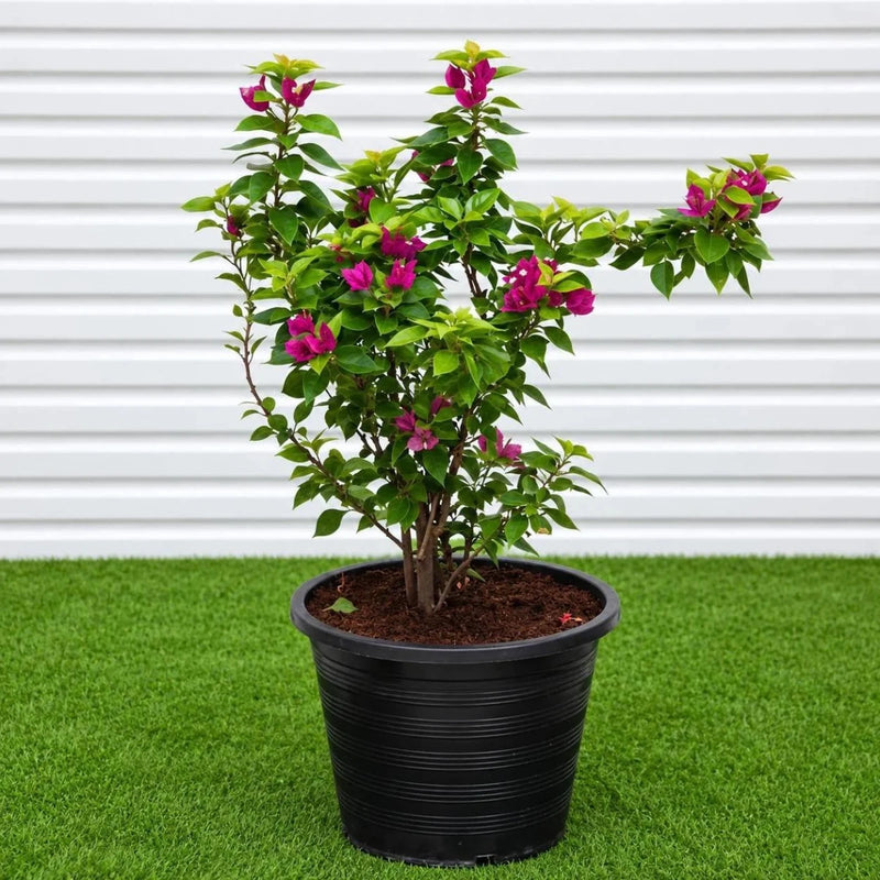 Bougainvillea "Pink Pixie" | Dubai's Favorite Climber! - Greensouq -