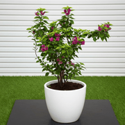 Bougainvillea "Pink Pixie" | Dubai's Favorite Climber! - Greensouq - 