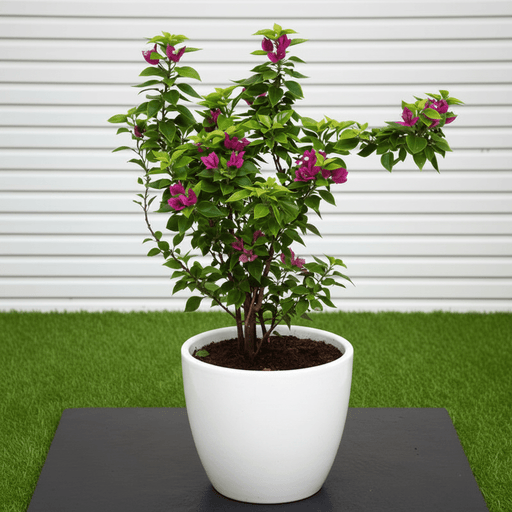 Bougainvillea "Pink Pixie" | Dubai's Favorite Climber! - Greensouq - 