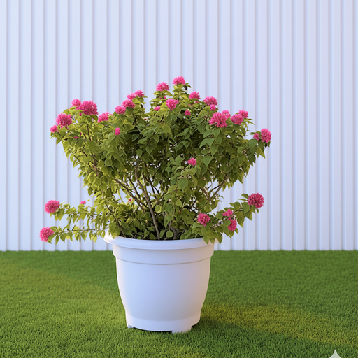 Bougainvillea Pink Pixie in 20" Cosmoplast Round Pot - Greensouq - 