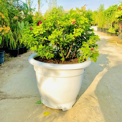 Bougainvillea Pink Pixie in 20" Cosmoplast Round Pot - Greensouq - 