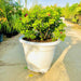 Bougainvillea Pink Pixie in 20" Cosmoplast Round Pot - Greensouq - 