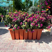 Bougainvillea Pink Pixie in Cosmoplas terracota 60/70cm - Greensouq - 