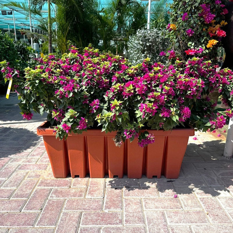 Bougainvillea Pink Pixie in Cosmoplas terracota 60/70cm - Greensouq - 