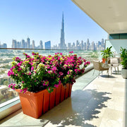 Bougainvillea Pink Pixie in Cosmoplas terracota 60/70cm - Greensouq - 