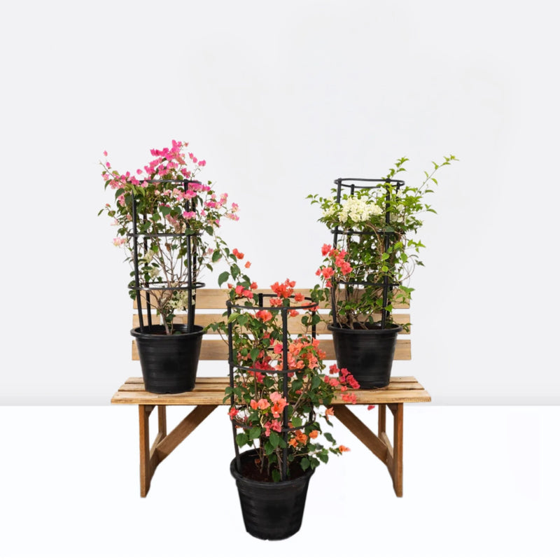 Bougainvillea Plants Bundle - Greensouq - 