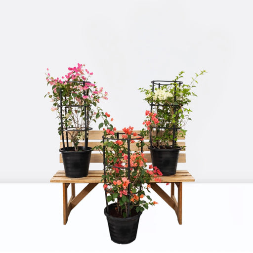 Bougainvillea Plants Bundle - Greensouq - 