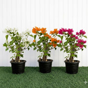 Bougainvillea Plants Bundle - White, Pink, Orange (30-40cm) in Pot - Greensouq -
