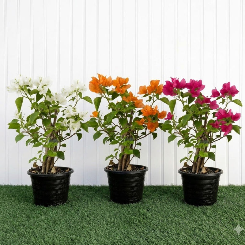 Bougainvillea Plants Bundle - White, Pink, Orange (30-40cm) in Pot - Greensouq -