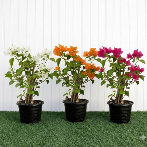 Bougainvillea Plants Bundle - White, Pink, Orange (30-40cm) in Pot - Greensouq -