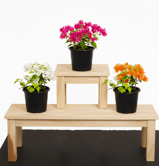 Bougainvillea Plants Bundle - White, Pink, Orange (30 - 40cm) in Pot - Greensouq - 