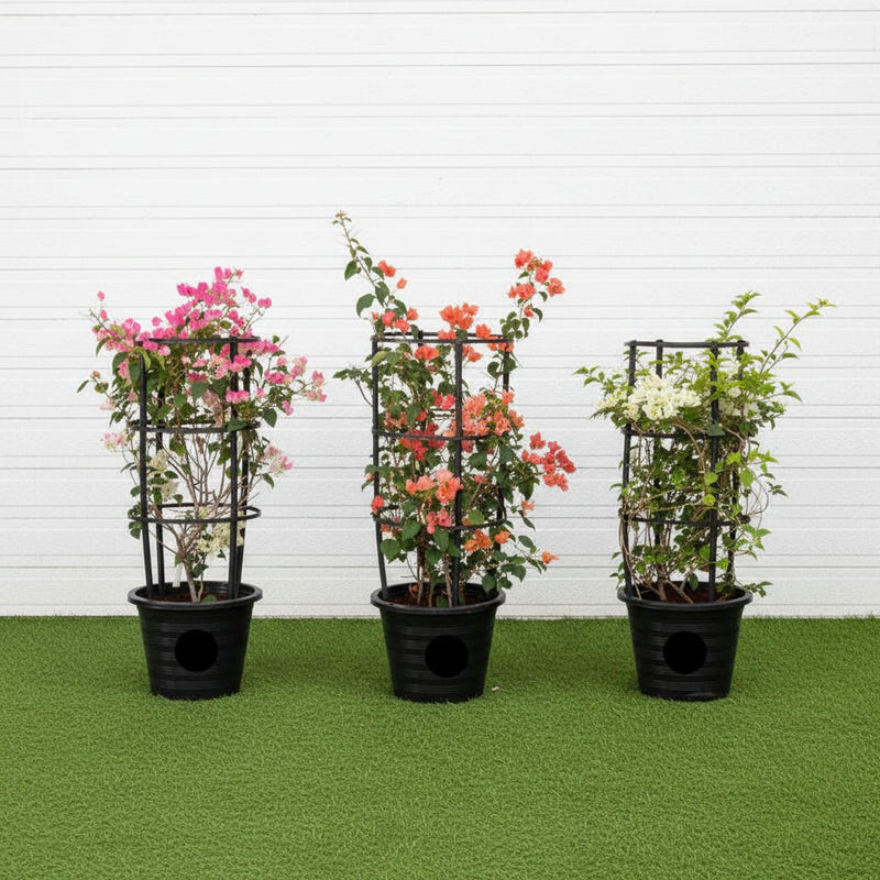 Bougainvillea Plants Bundle - White, Pink, Orange (60 - 80cm) in Nursery Pot | UAE's Favorite Blooms! - Greensouq - 