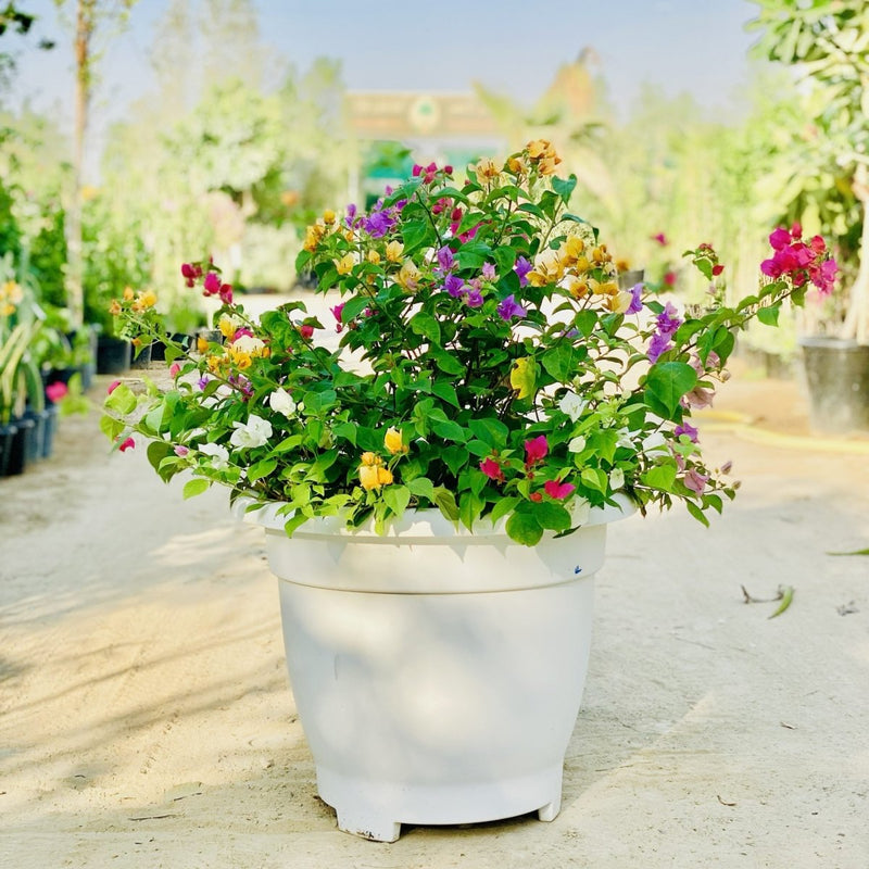 Bougainvillea Purple Orange Mix in 20" Cosmoplast Round Pot - Greensouq - 