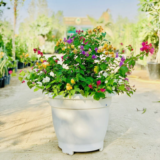 Bougainvillea Purple Orange Mix in 20" Cosmoplast Round Pot - Greensouq - 
