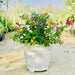 Bougainvillea Purple Orange Mix in 20" Cosmoplast Round Pot - Greensouq - 