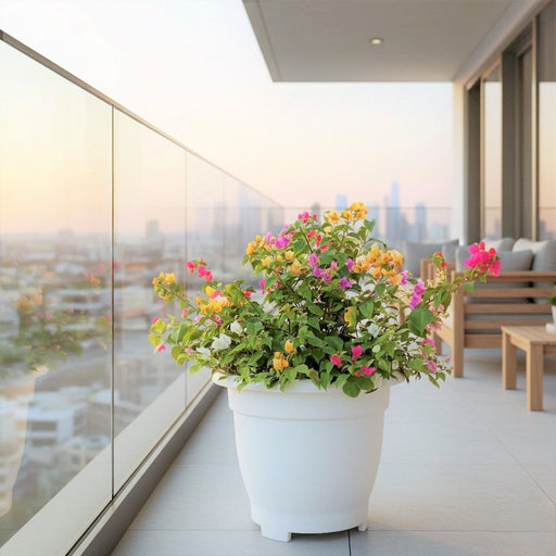 Bougainvillea Purple Orange Mix in 20" Cosmoplast Round Pot - Greensouq - 