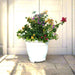 Bougainvillea Purple Orange Mix in 20" Cosmoplast Round Pot - Greensouq - 