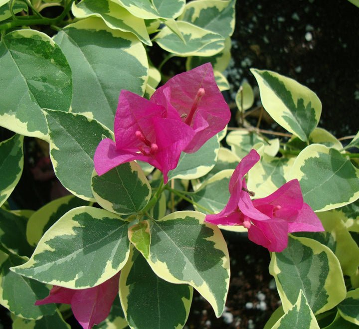 Bougainvillea Rainbow "GOLD" - Greensouq - 