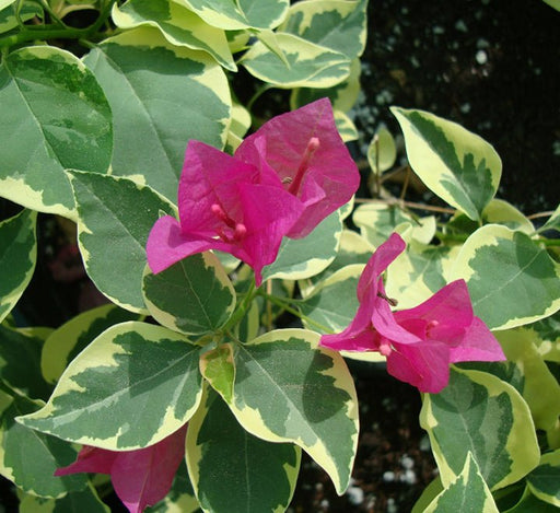 Bougainvillea Rainbow "GOLD" - Greensouq - 